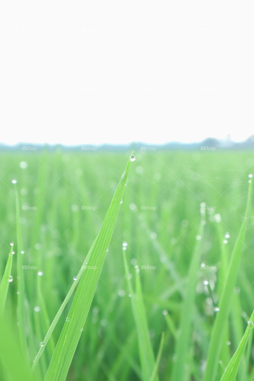 The Detail of Paddy Leaves and Spider Web During The Morning