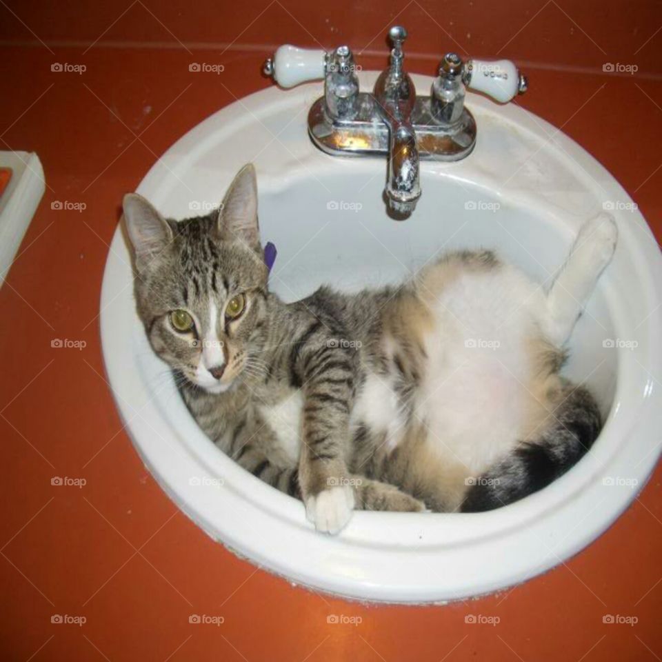 Sink Kitten