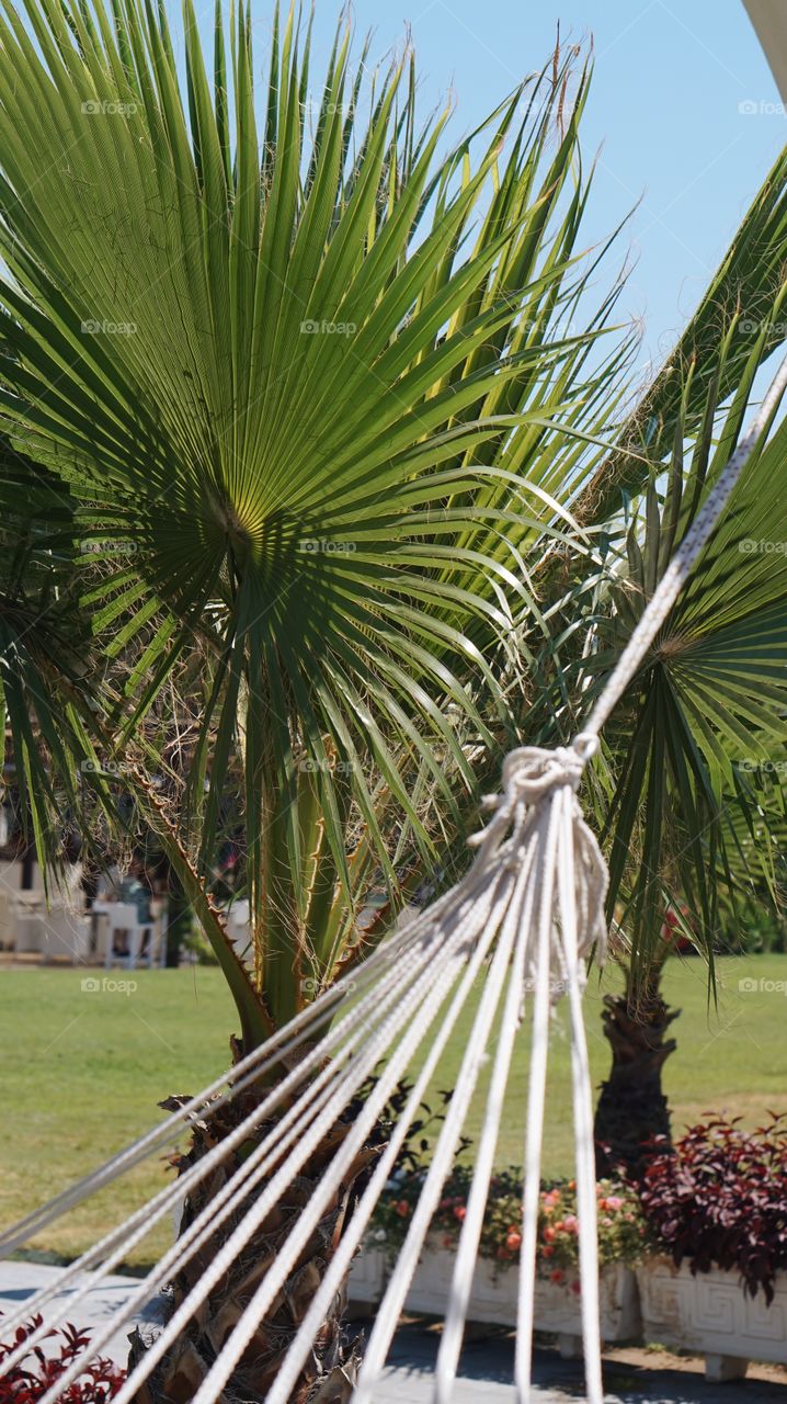 Tropical, Palm, No Person, Tree, Nature