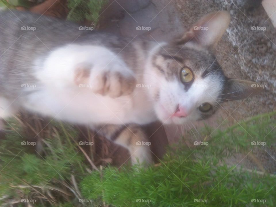 Beautiful cat looking at camera