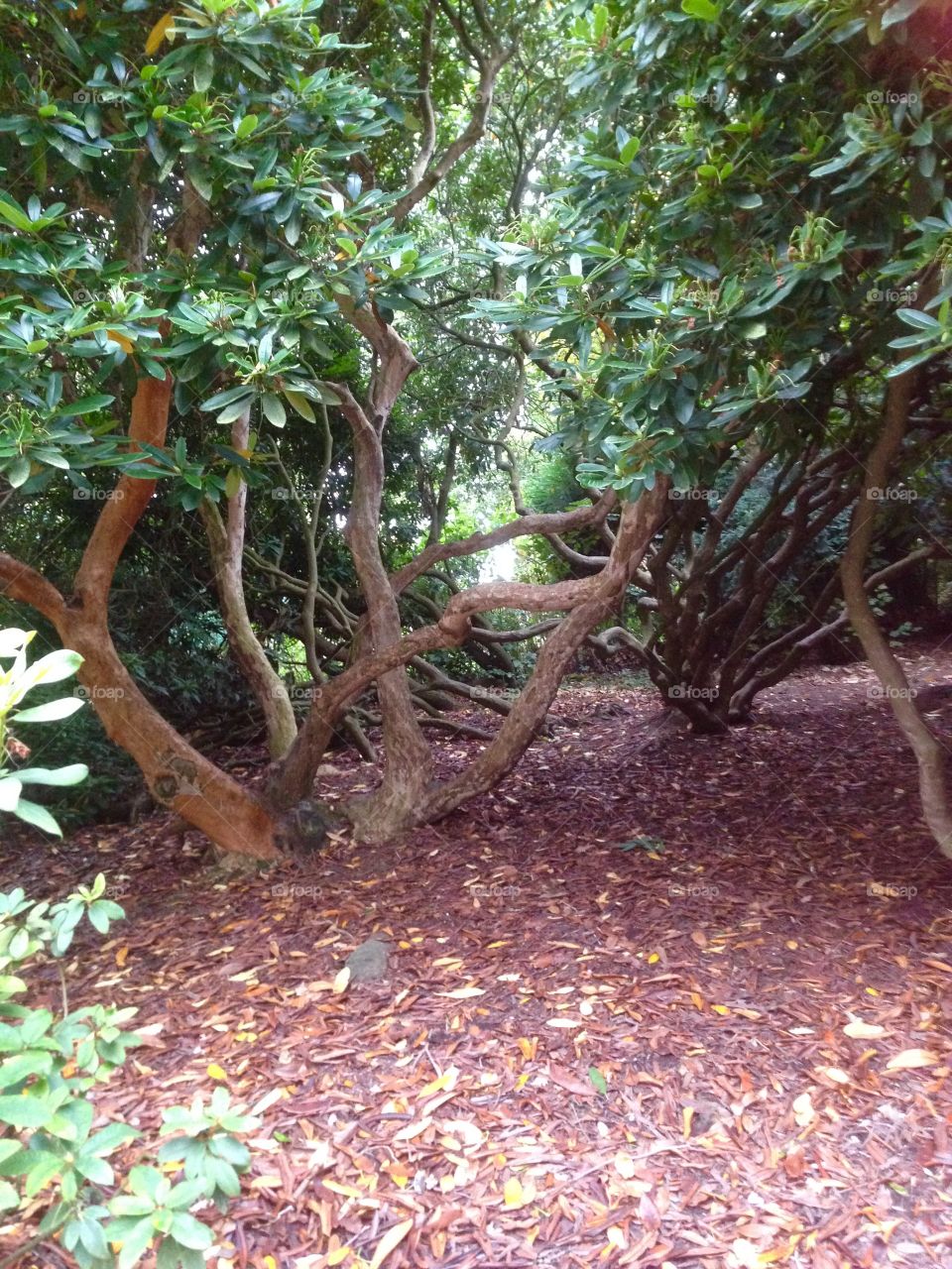 Tree trunk tangle