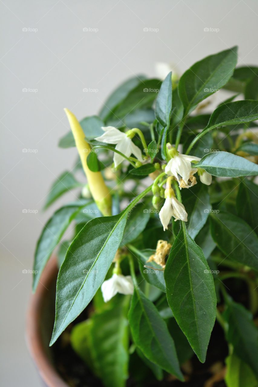 green house plants beautiful pepper decorative