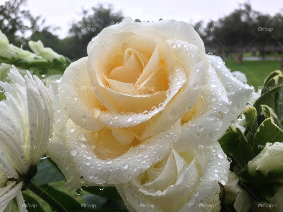 White rose