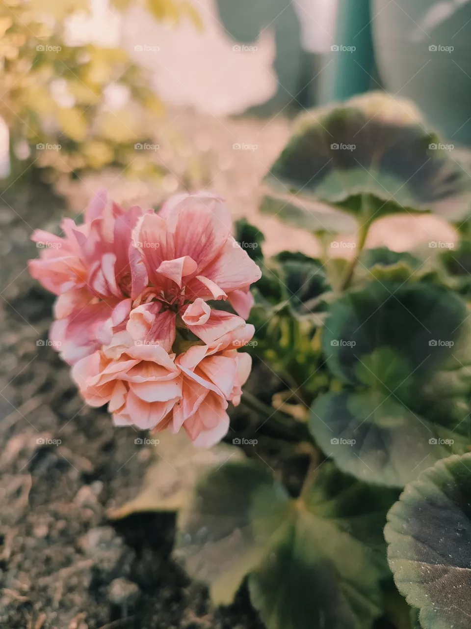 pink flowers