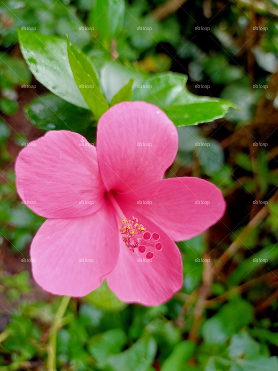 Hibiscus