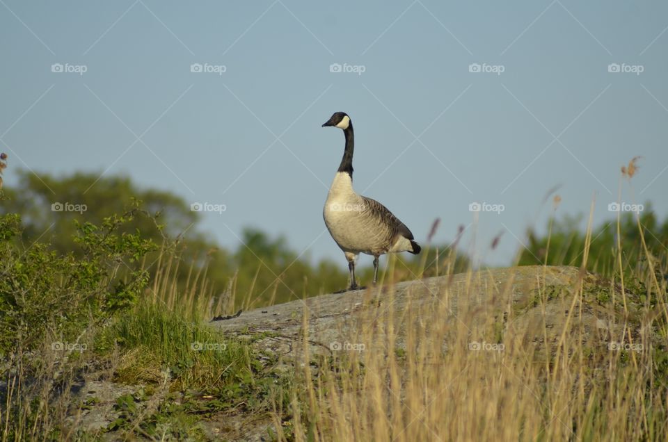 Canadian goose