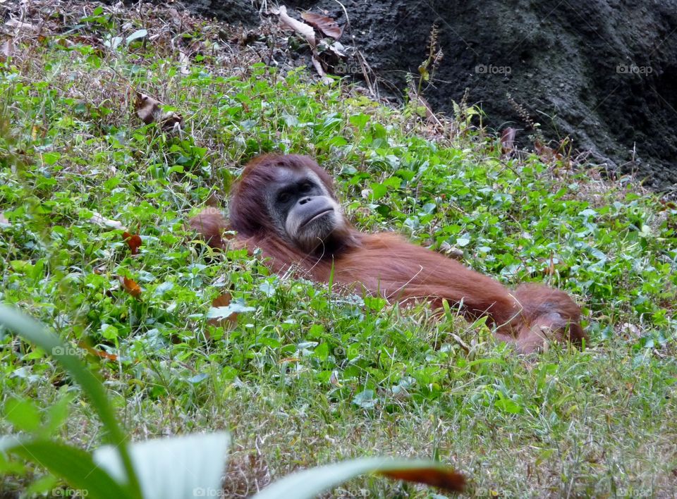 orangutan Zoo Atlanta
