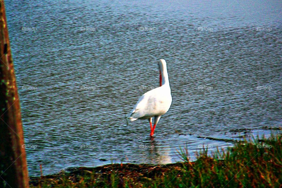 White Ibis Walking Away