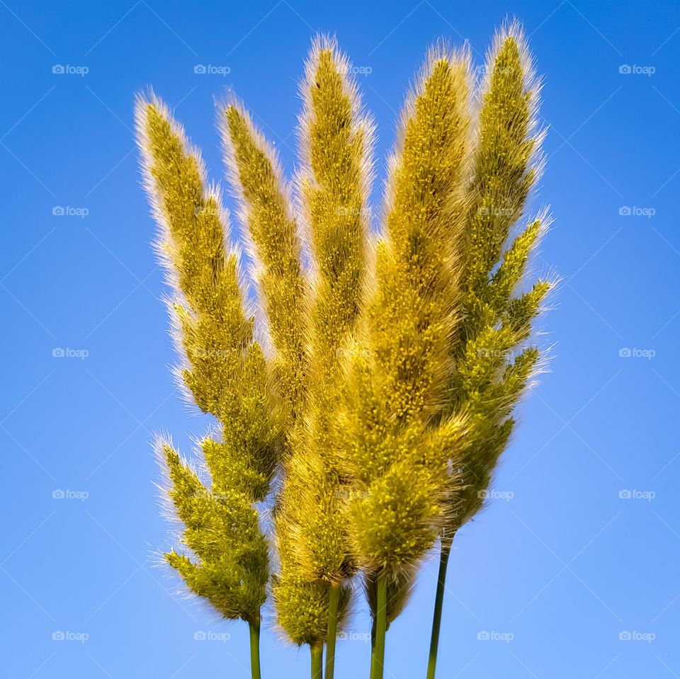 beautiful annual beard grass on the blue background