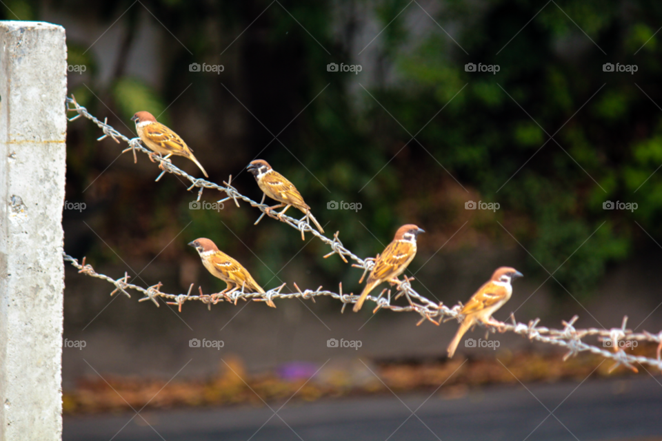 nature animal bird group by icestylecg