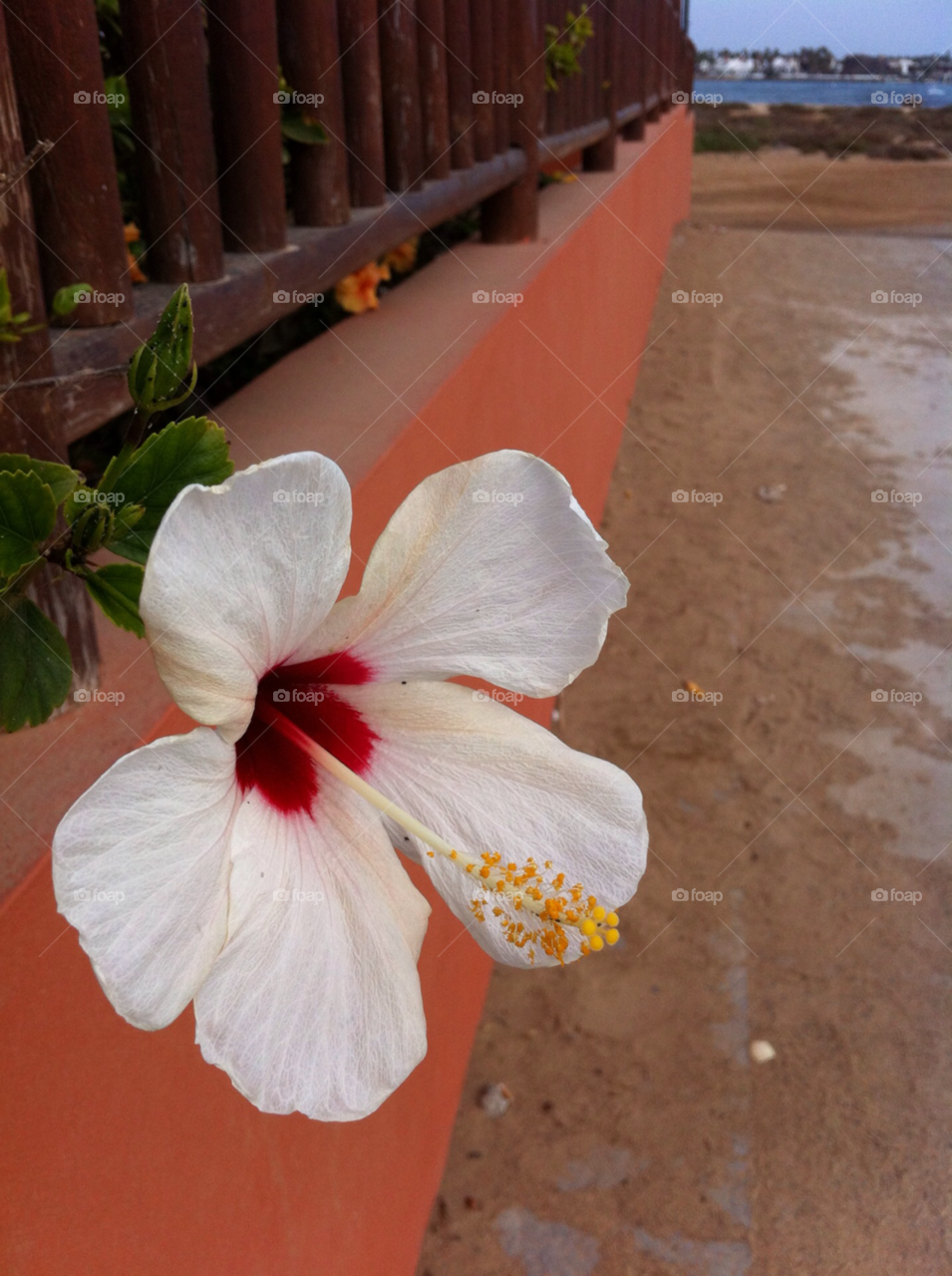 pretty flower hibiscus fuertventura spain by travelnat