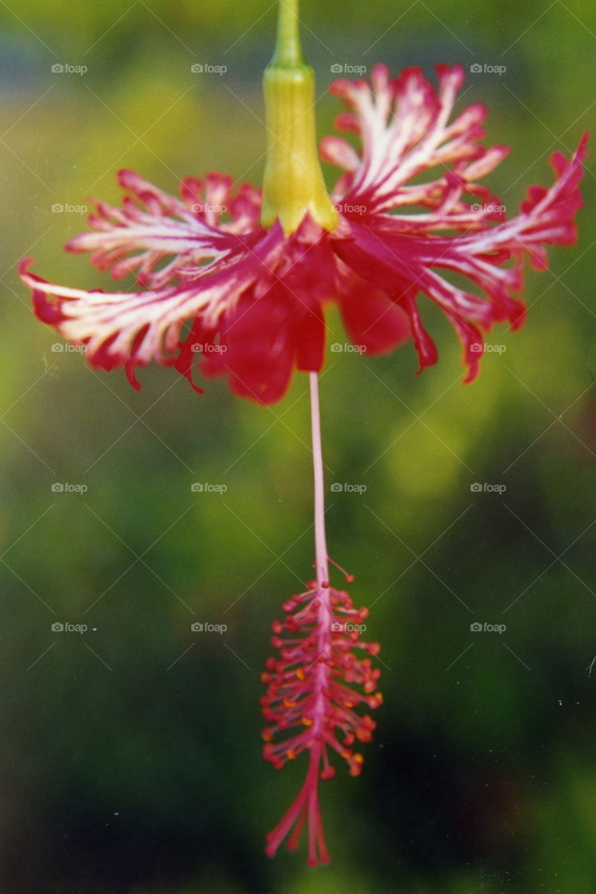 Japanese Hibiscus, Summerland Key, FL