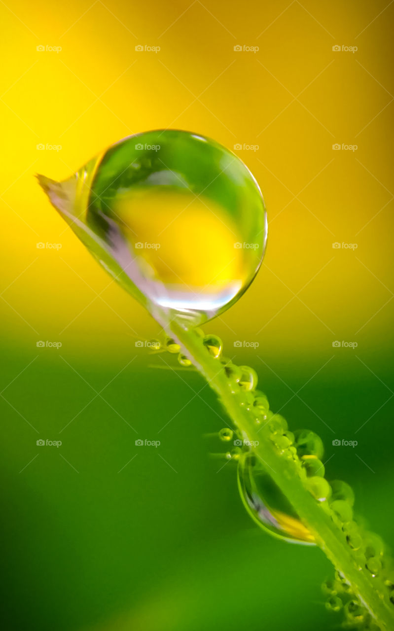 drop rain dew backgeound