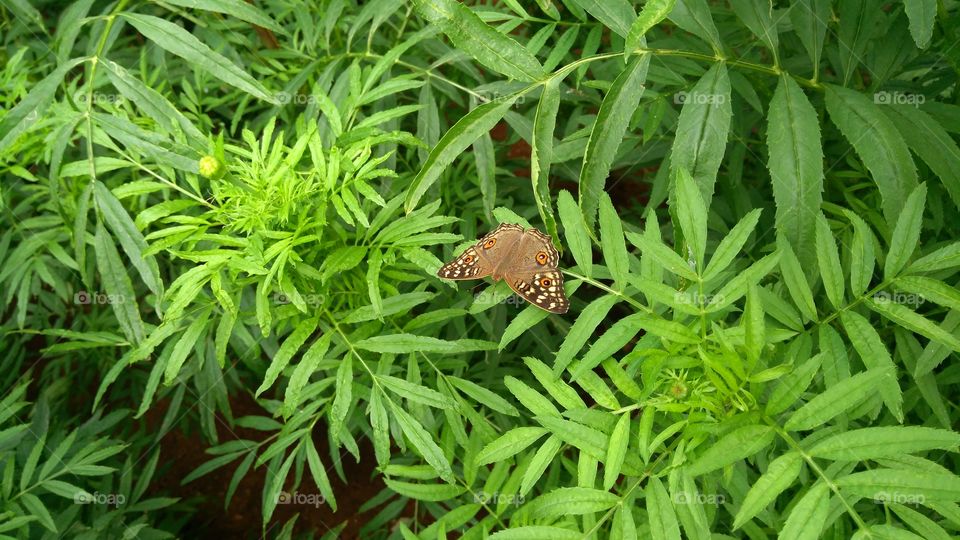 High angle view of butterfly on plant