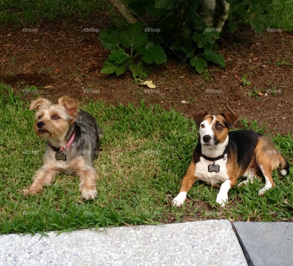 My dogs chilling out