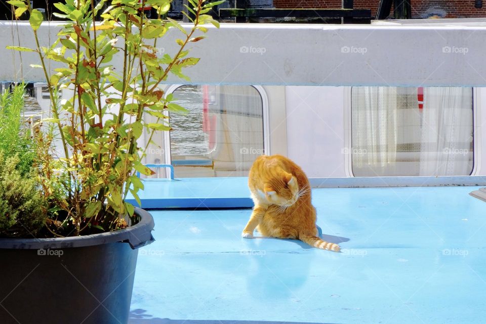 Close-up of orange colored cat on blue deck. 