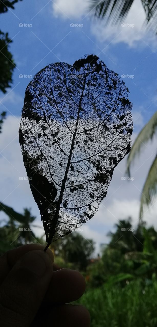 looking at the sky with a jack fruit leaf ...