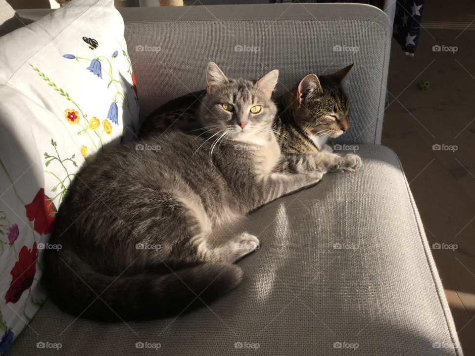 Two of our three cats Leo and Smulan. Both had a rough start living outdoors and not being cared for. We have adopted both cats and they are adorable both to people and to each other. 😻😻😻😻😻