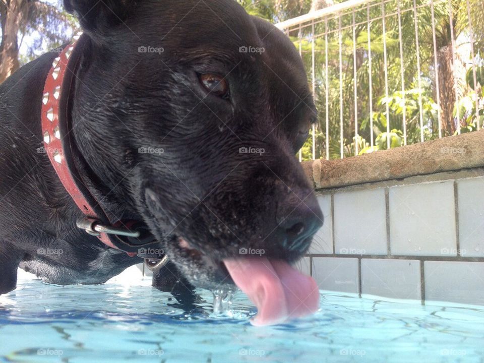 Staffy cooling off