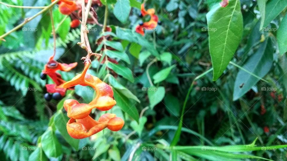 forest wood fruit that cannot be eaten