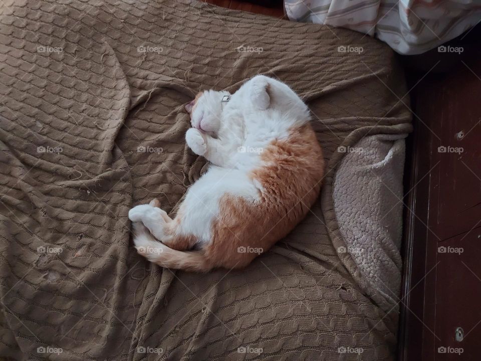 this is how we Sunday,  just lie still eyes closed and dream your dreams all day.