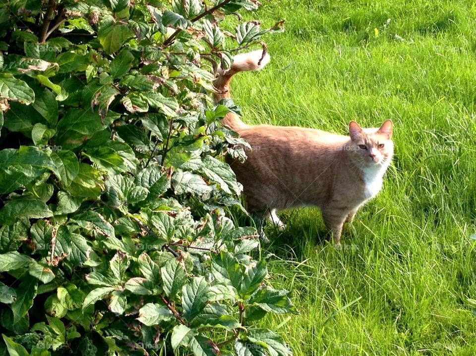 garden grass summer cat by arman