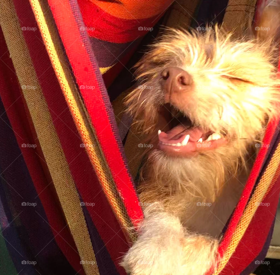 Happy dog with sun on her face, swings in a hammock on a warm summer’s day