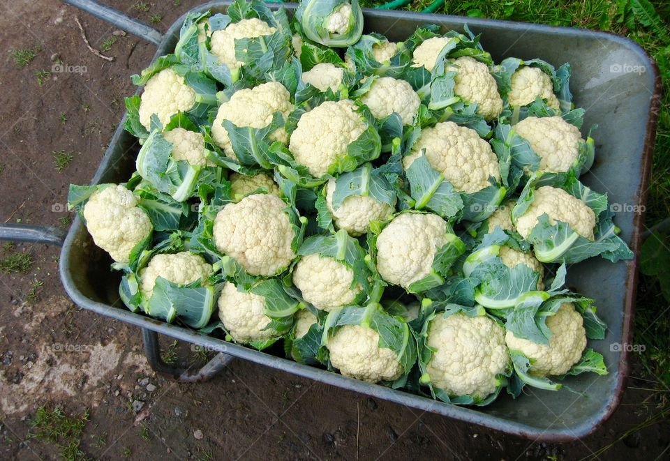 wheelbarrow full of cauliflower