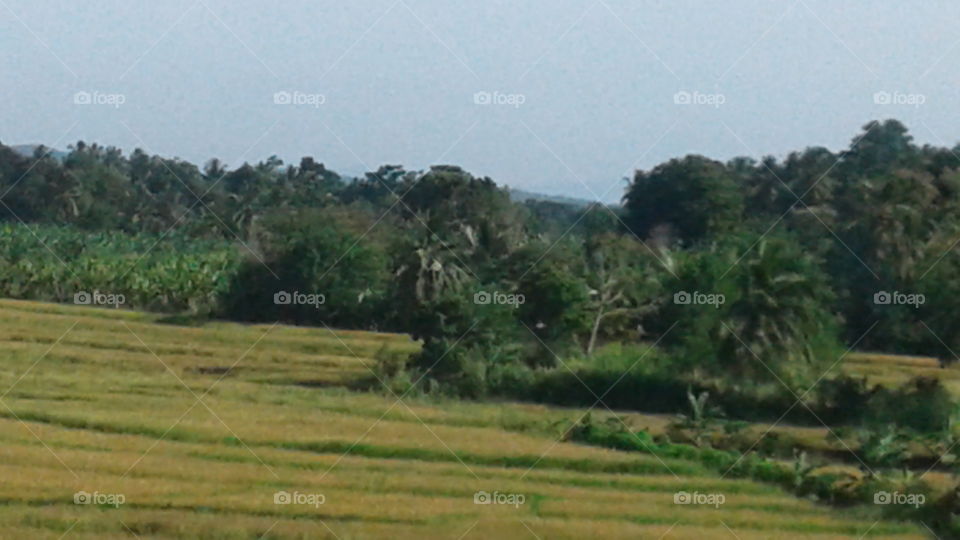 field of paddy