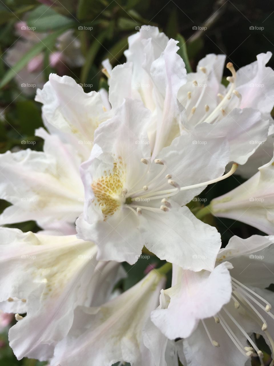 Rhododendron today