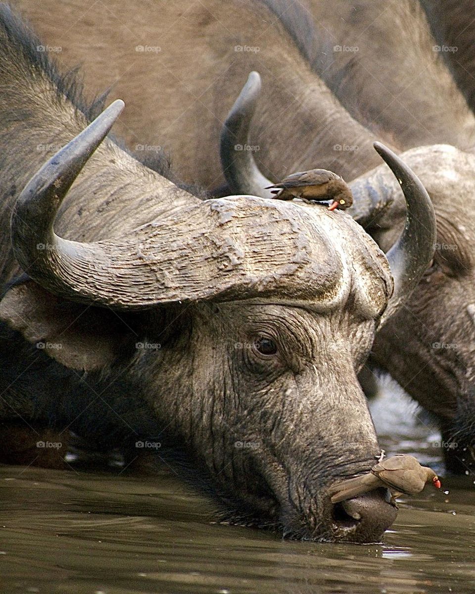 A close up shot of a buffalo drinking water at the water hole in Kavinga, Zimbabwe 