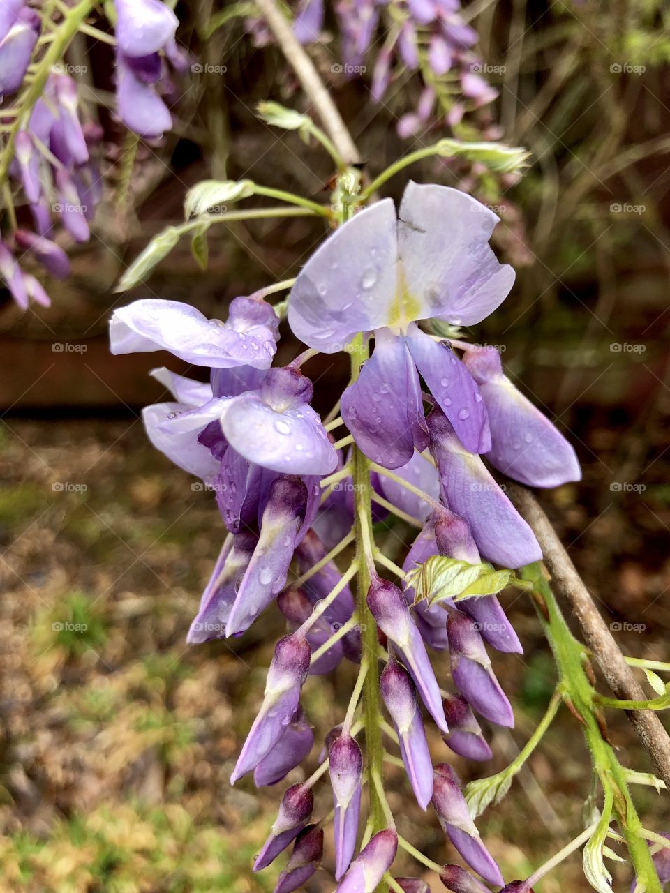 Low angle view of wisteria bloom after springtime storms 