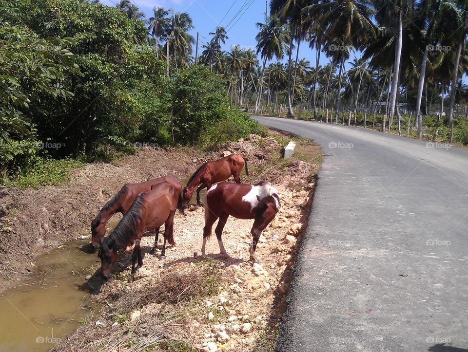 horses by the road. group of horses by the road