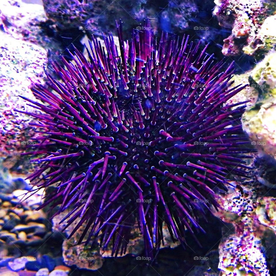 Incredible vision of sea urchin, the most fantastic beings are closer than we think