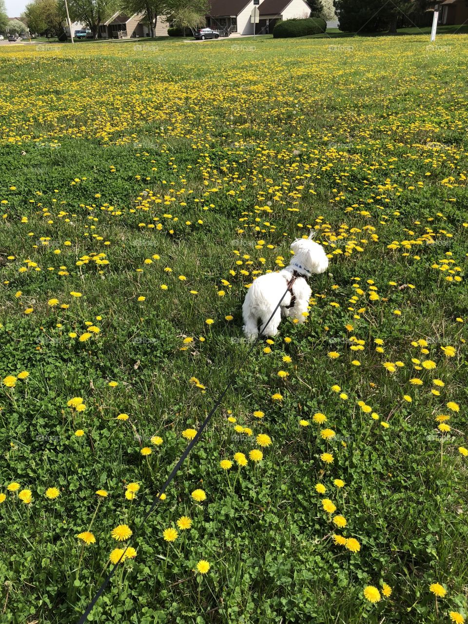 Doggie enjoying the spring in a field plenty of dandelions 