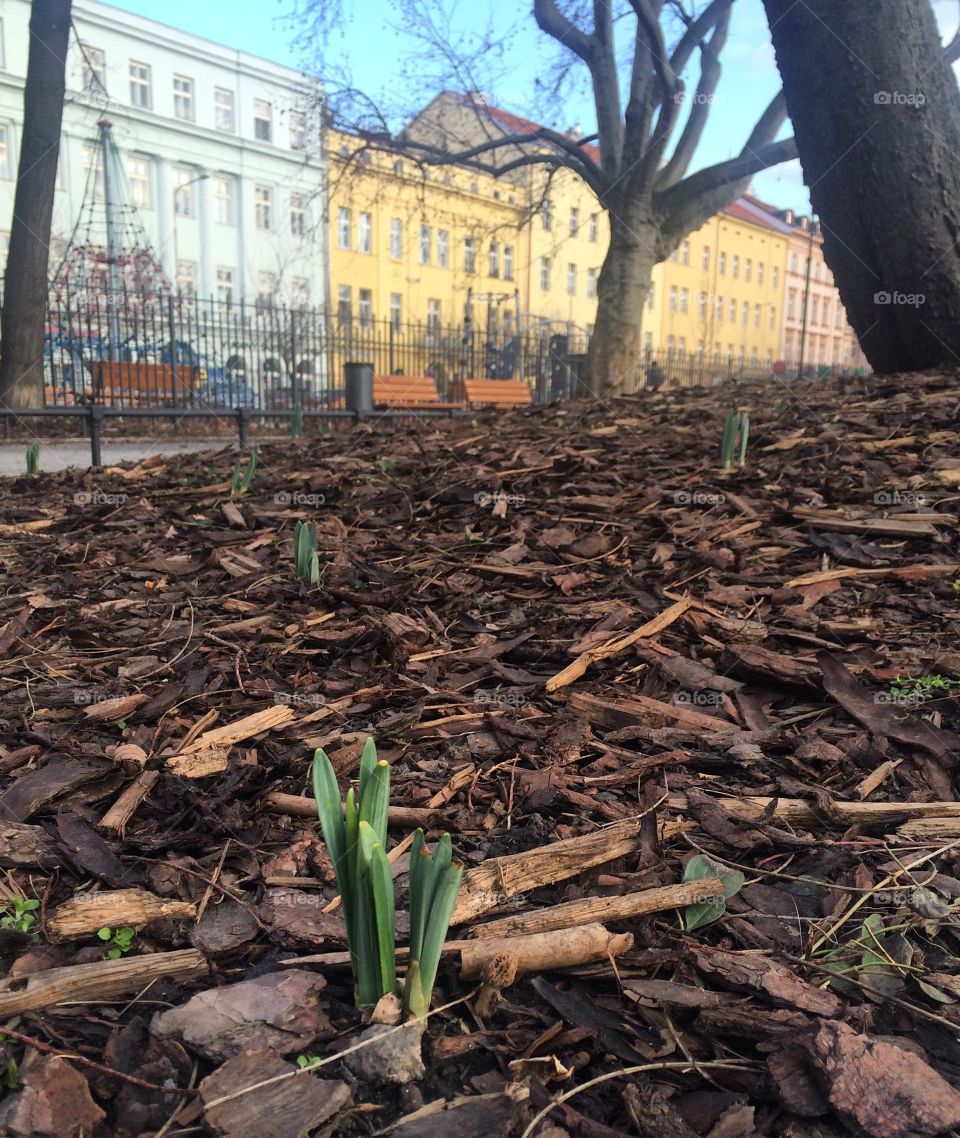 Spring buds in Prague