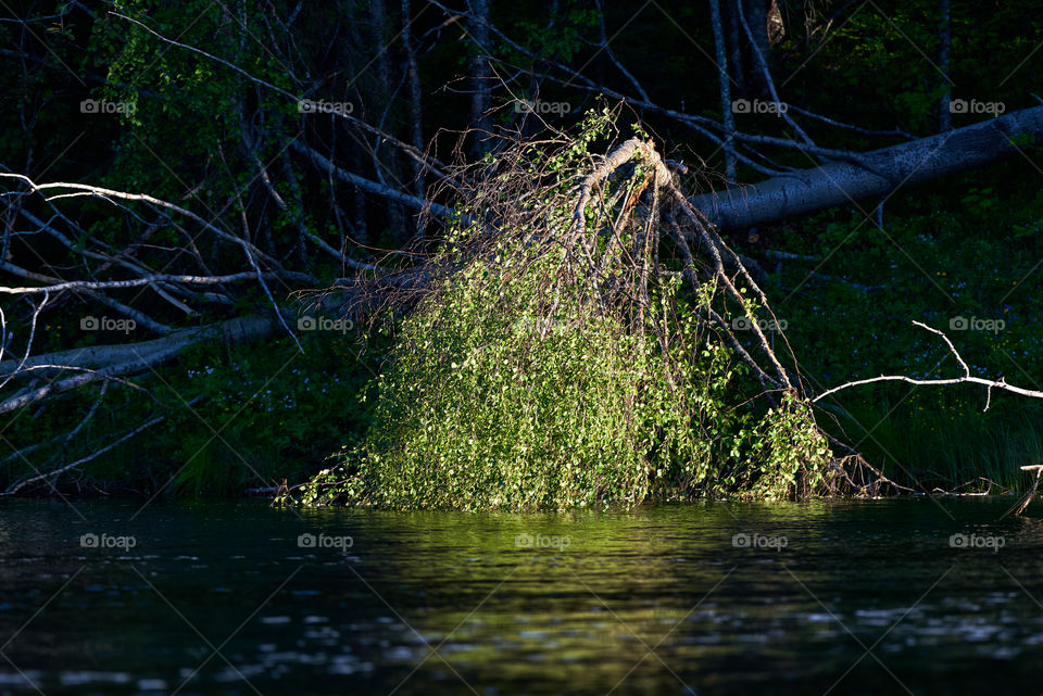 Low evening sun light illuminating leaves of a fallen Aspen tree cut down by beaver on the Torne river banks in Swedish Lapland.