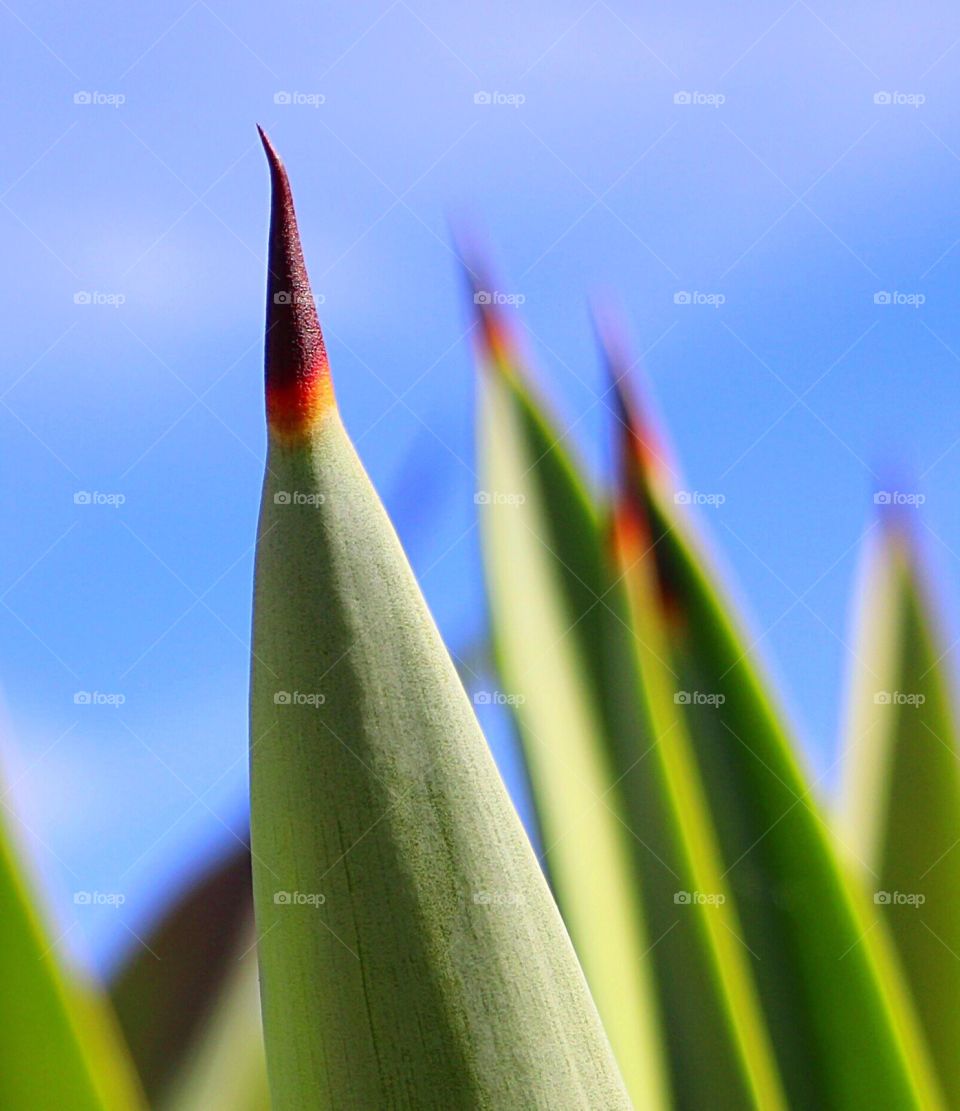 Extreme close-up of aloe vera needle