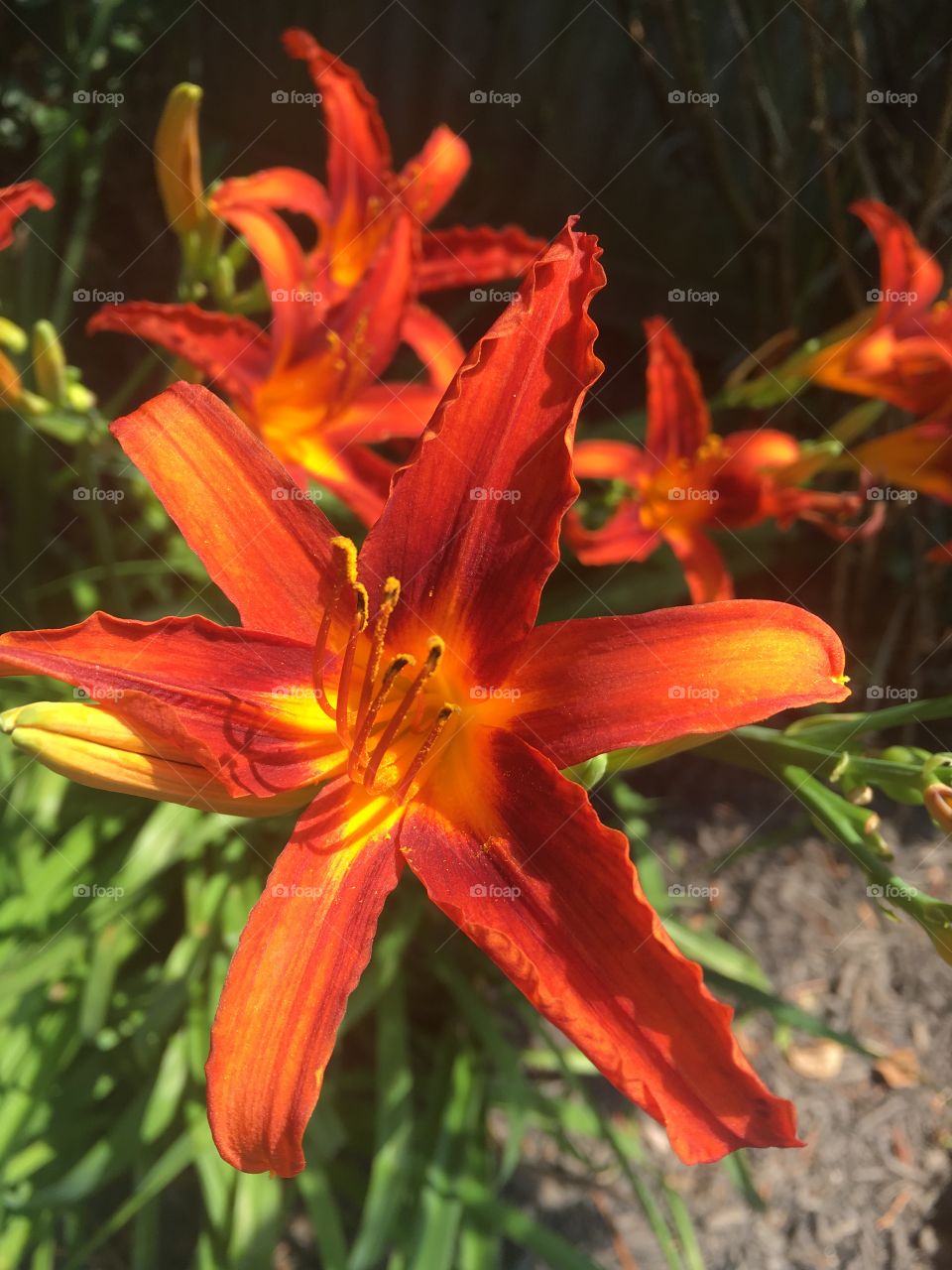 Orange lilies 