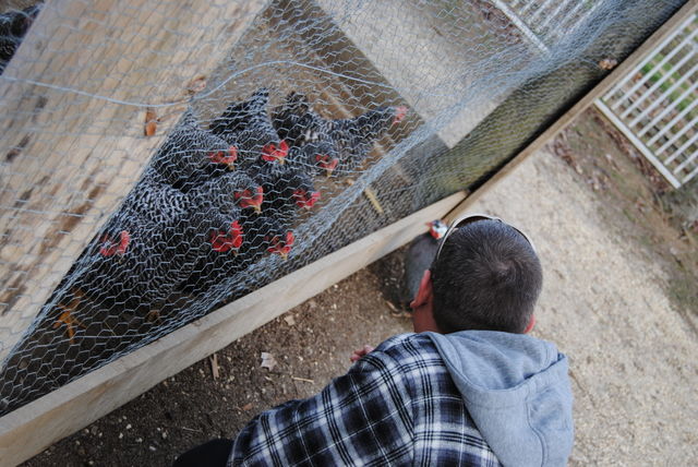 Chickens 