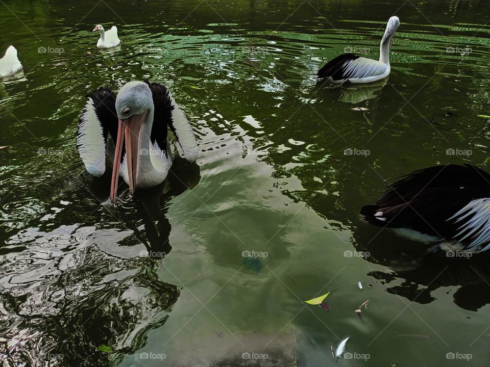 The great white pelican (Pelecanus onocrotalus) aka the eastern white pelican, rosy pelican or white pelican. A group of pelicans finding and waiting for food from visitors in the zoo.