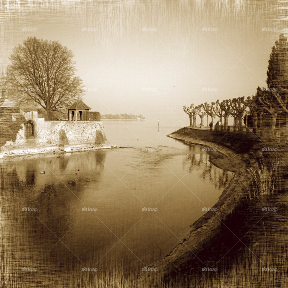 sky white black tree by donatius