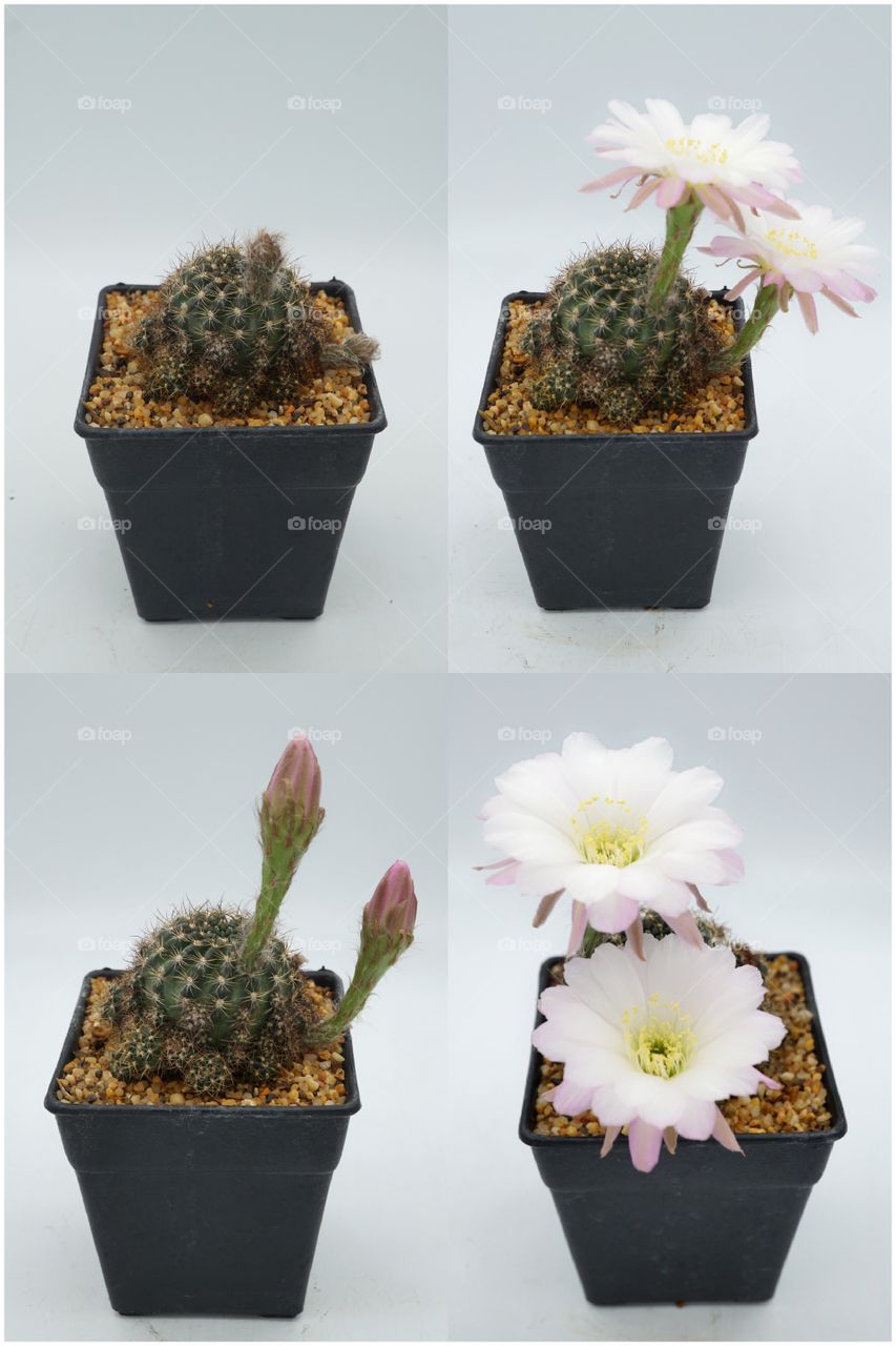Lobivia cactus flowers