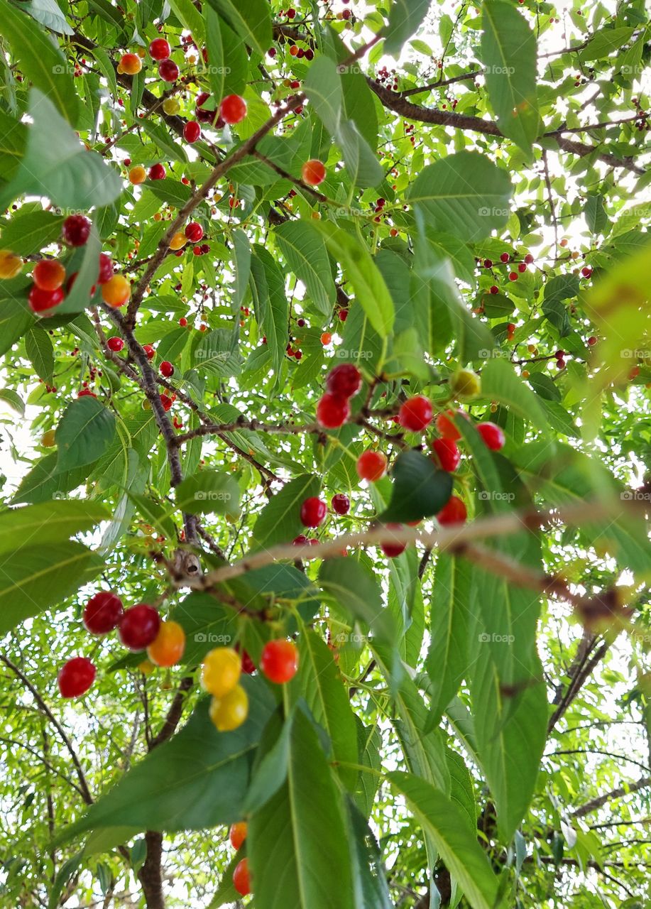 Bela árvore no meio da praça,  seus frutinhos agradam os pássaros.