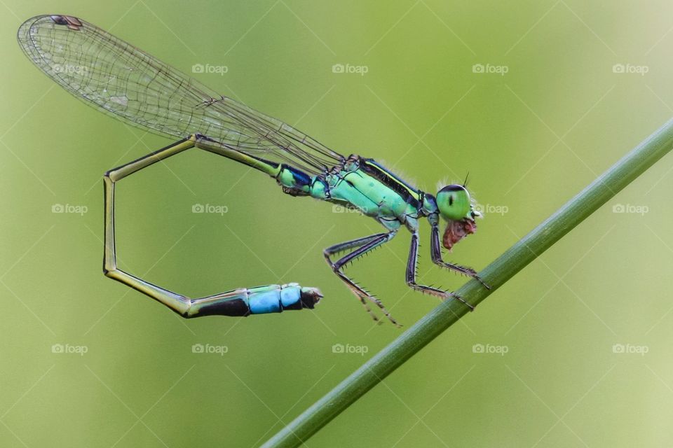 damselfly having a meal