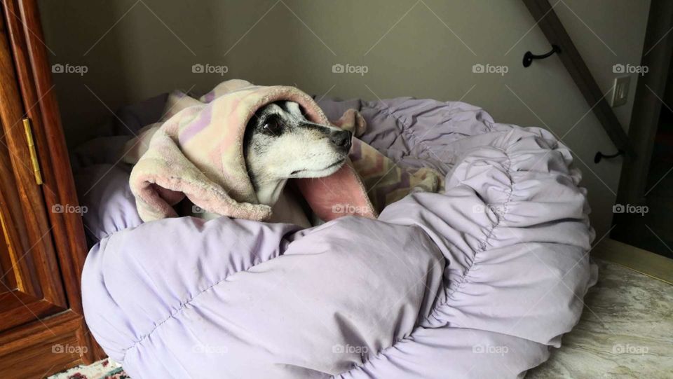 Coco the dog under a blanket