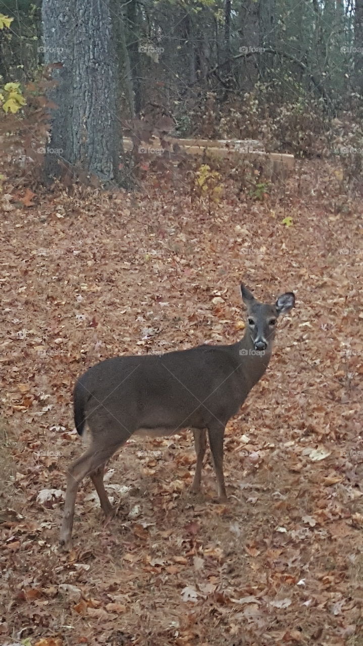 Deer, Mammal, Wood, No Person, Wildlife