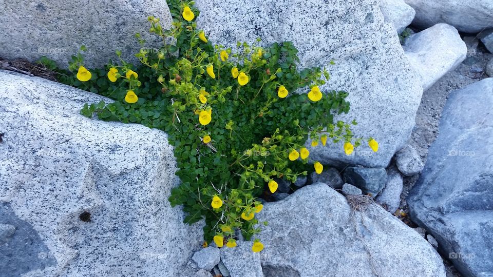 Yellow flowers