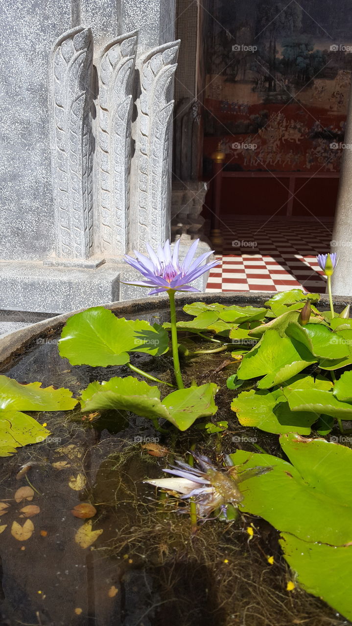 #lotus. water flower