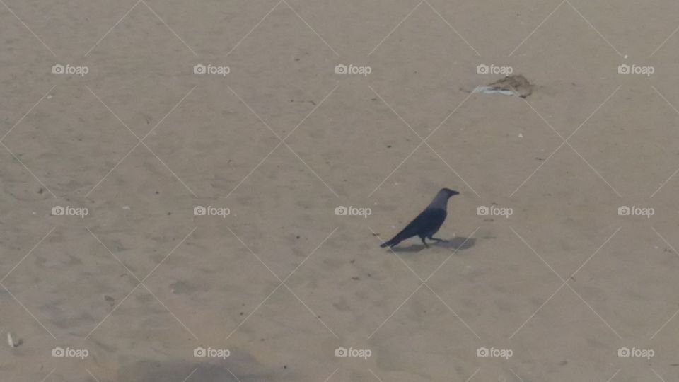 sand  black Bird single
